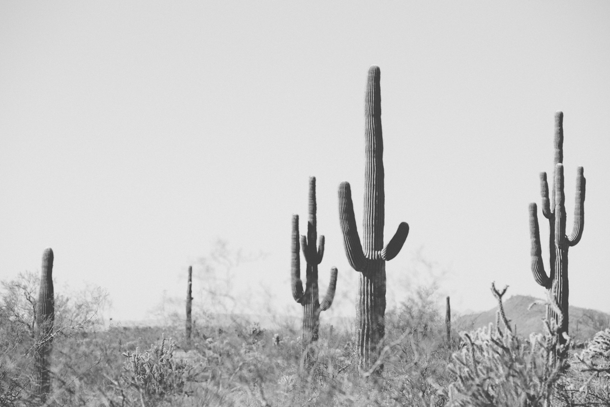 WILDWILD-denise-crew-brooke-embry-travel-lifestyle-photographer-advertising-editorial-art-print-landscape-outdoors-cactus-saguaro-desert-arizona